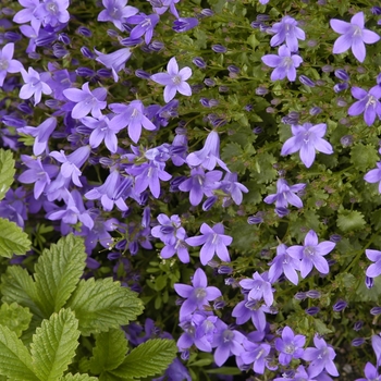 Campanula 'Birch Hybrid' (042318)