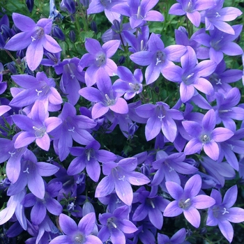 Campanula 'Birch Hybrid' (042319)