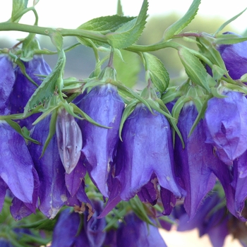 Campanula 'Kent Belle' (042395)