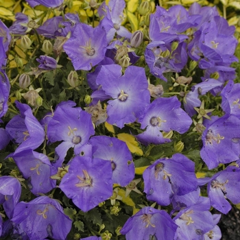 Campanula carpatica 'Pearl Deep Blue' (042399)