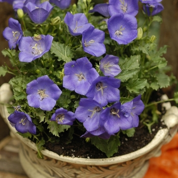 Campanula carpatica 'Pearl Deep Blue' (042400)