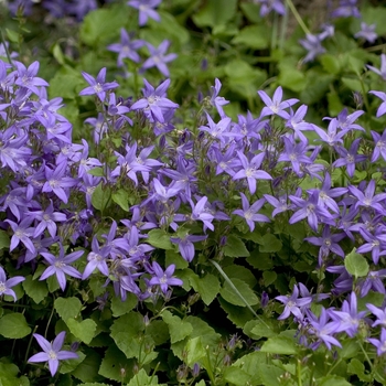 Campanula poscharskyana '' (042403)