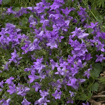 Campanula poscharskyana '' (042404)