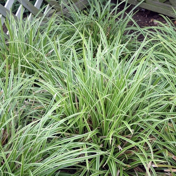 Carex morrowii 'Ice Dance' (042408)