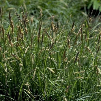 Carex glauca '' (042410)