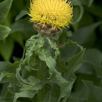 Centaurea macrocephala '' (042412)