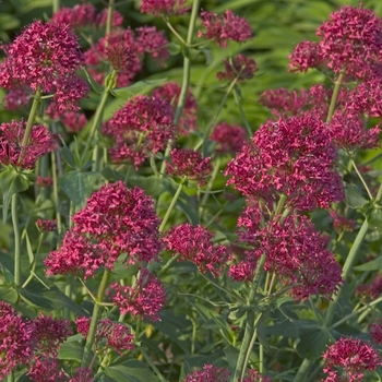 Centranthus ruber 'Coccineus' (042413)