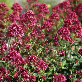 Centranthus ruber 'Coccineus' (042417)