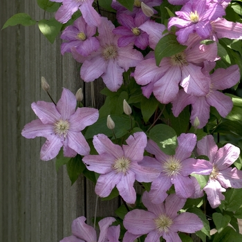 Clematis 'Comtesse De Bouchard' (042424)