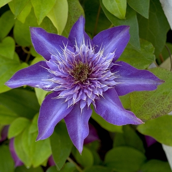 Clematis 'Multi-Blue' (042425)