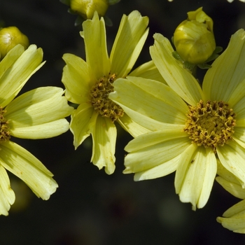 Coreopsis verticillata 'Creme Brulee' (042429)