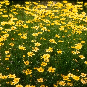 Coreopsis verticillata 'Creme Brulee' (042430)