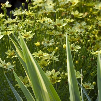 Coreopsis verticillata 'Creme Brulee' (042431)