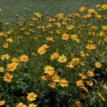 Coreopsis auriculata 'Zamphir' (042432)