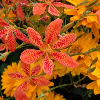 Coreopsis grandiflora 'Sunray' (042434)