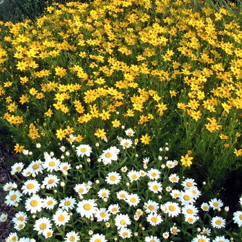 Coreopsis verticillata 'Golden Showers' (042436)