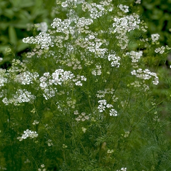 Coriandrum sativum '' (042437)