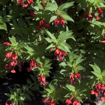 Cuphea purpurea 'Firecracker' (042444)