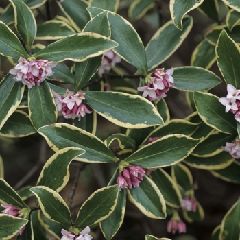 Daphne odora 'Aureo-marginatus' (042450)