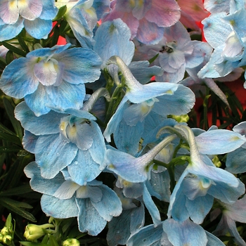 Delphinium grandiflorum 'Summer Blues' (042451)