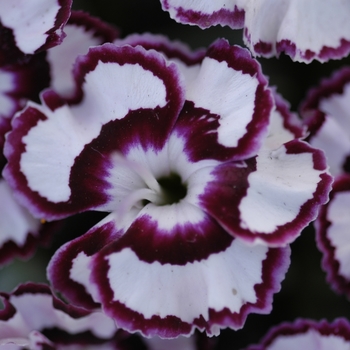 Dianthus Premier™ 'Raspberry Swirl' (042511)