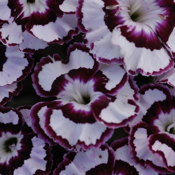 Dianthus Premier™ 'Raspberry Swirl' (042512)