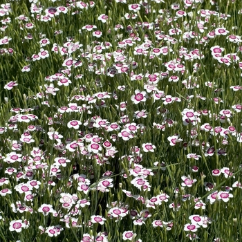 Dianthus deltoides 'Arctic Fire' (042513)