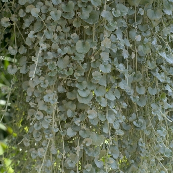 Dichondra argentea 'Silver Falls™' (042535)