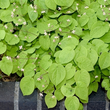 Epimedium pubigerum '' (042542)