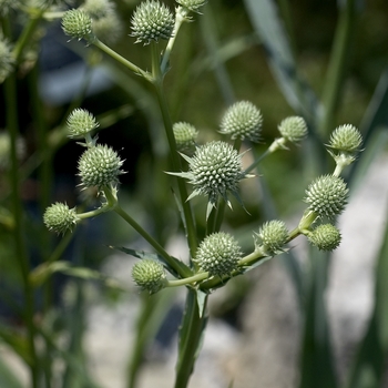 Eryngium yuccifolium '' (042543)