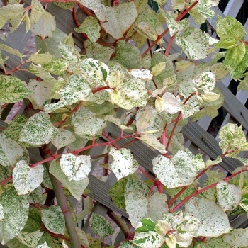 Fallopia japonica 'Variegata' (042544)