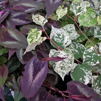 Fallopia japonica 'Variegata' (042545)