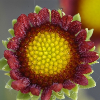 Gaillardia x grandiflora 'Burgundy' (042550)