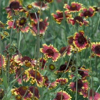 Gaillardia aristata 'Dazzler' (042554)