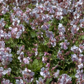 Geranium x cantabrigense 'Biokova Karmina' (042557)