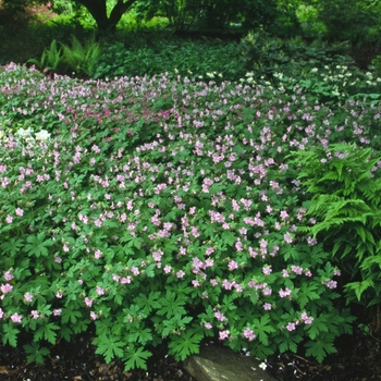 Geranium x cantabrigense 'Biokova Karmina' (042559)