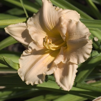 Hemerocallis 'Fairy Tale Pink' (042590)