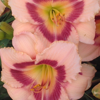 Hemerocallis 'Wineberry Candy' (042596)