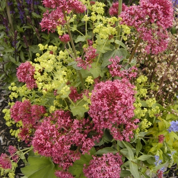 Heuchera 'Champagne Bubbles' (042599)