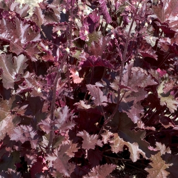 Heuchera Ruffles™ 'Chocolate' (042601)