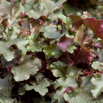 Heuchera Ruffles™ 'Chocolate' (042602)