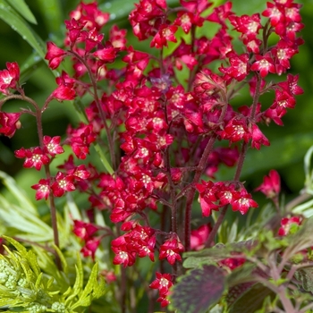 Heuchera 'Mt. St. Helens' (042608)