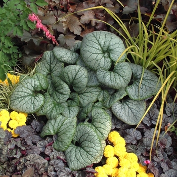 Heuchera 'Mt. St. Helens' (042609)