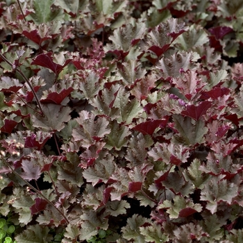 Heuchera 'Purple Petticoats' (042613)