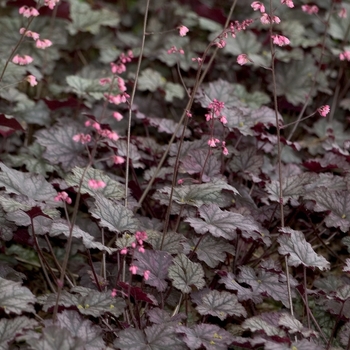 Heuchera 'Raspberry Ice' (042615)