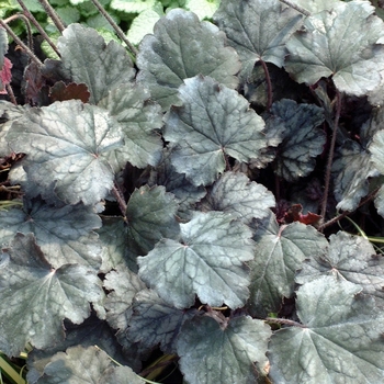 Heuchera 'Raspberry Ice' (042616)