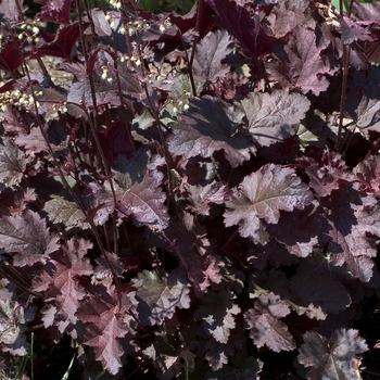 Heuchera 'Stormy Seas' (042621)