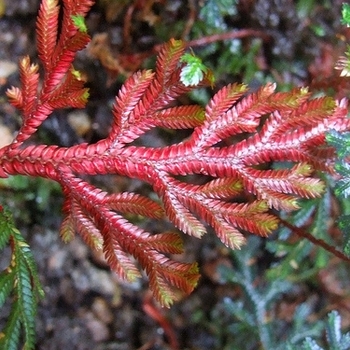 Selaginella erythropus 'Sanguinea' 