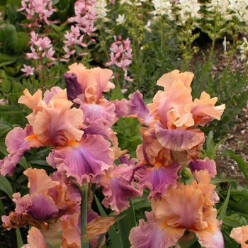 Iris germanica 'Chasing Rainbows' (042671)