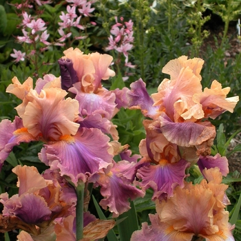 Iris germanica 'Chasing Rainbows' (042672)